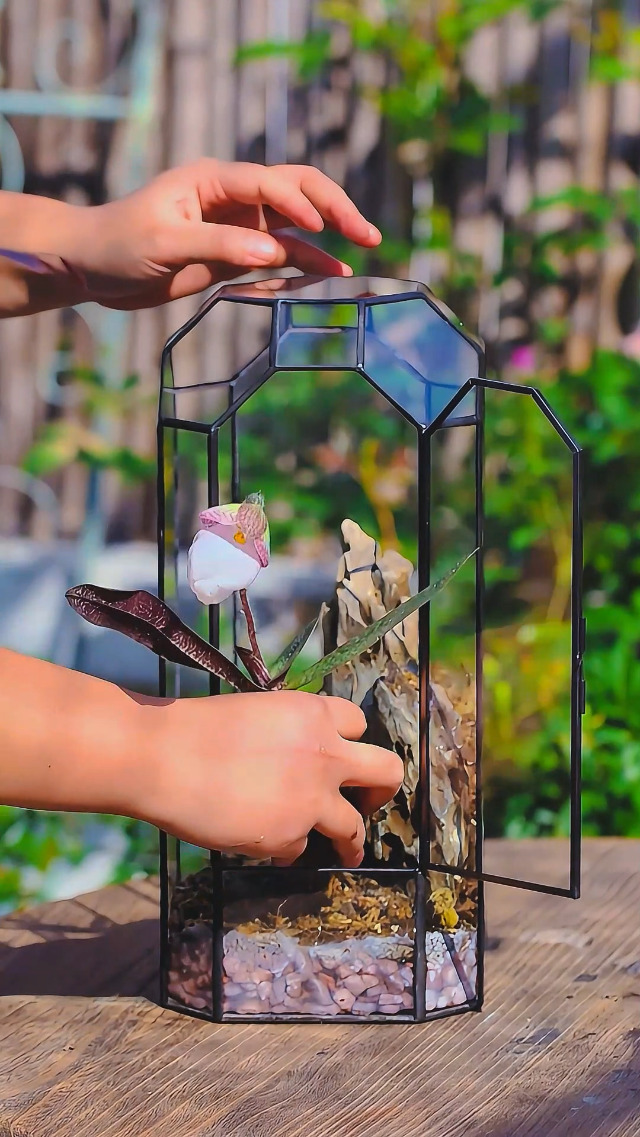 Amazon.com: NCYP Glass Geometric Octagon Plant Terrarium with Door